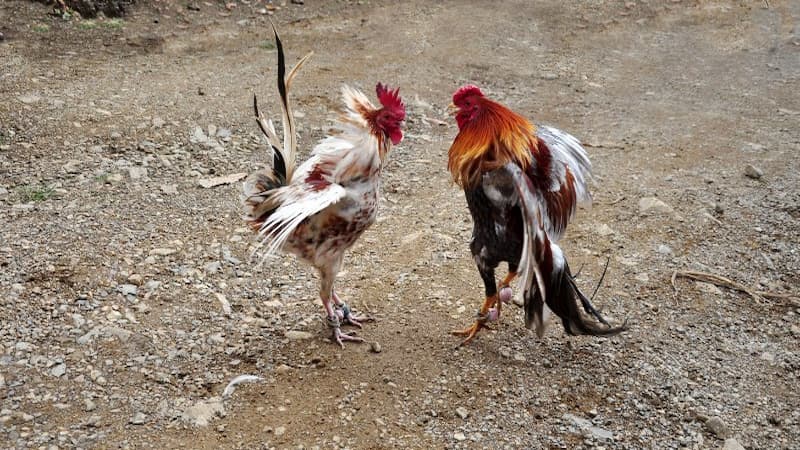 Giới thiệu về đá gà VB88