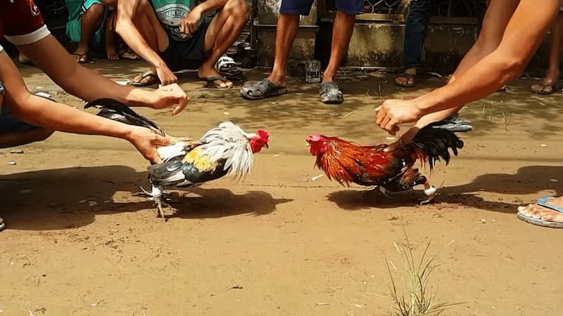 Mẹo để chơi đá gà VB88 được hiệu quả